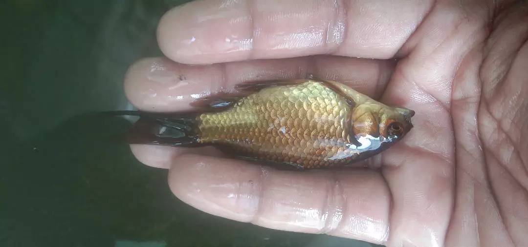 Gold fish 2