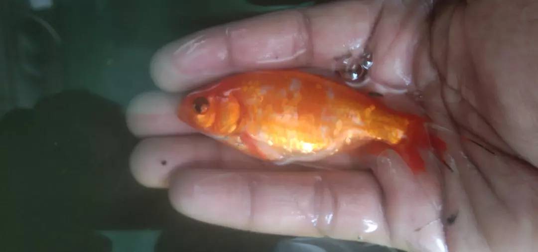 Gold fish 4