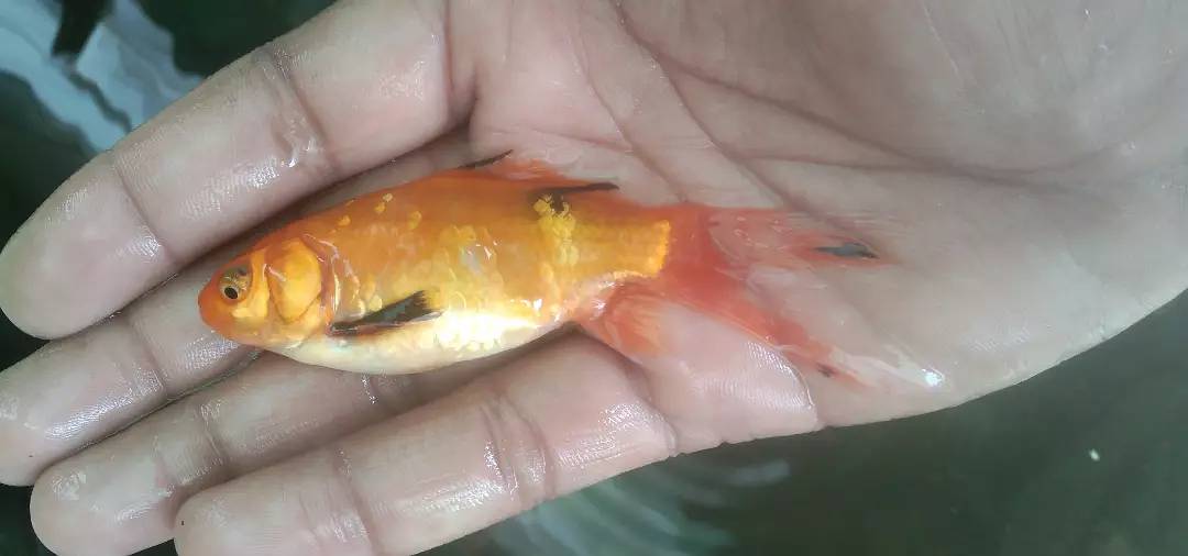 Gold fish 5