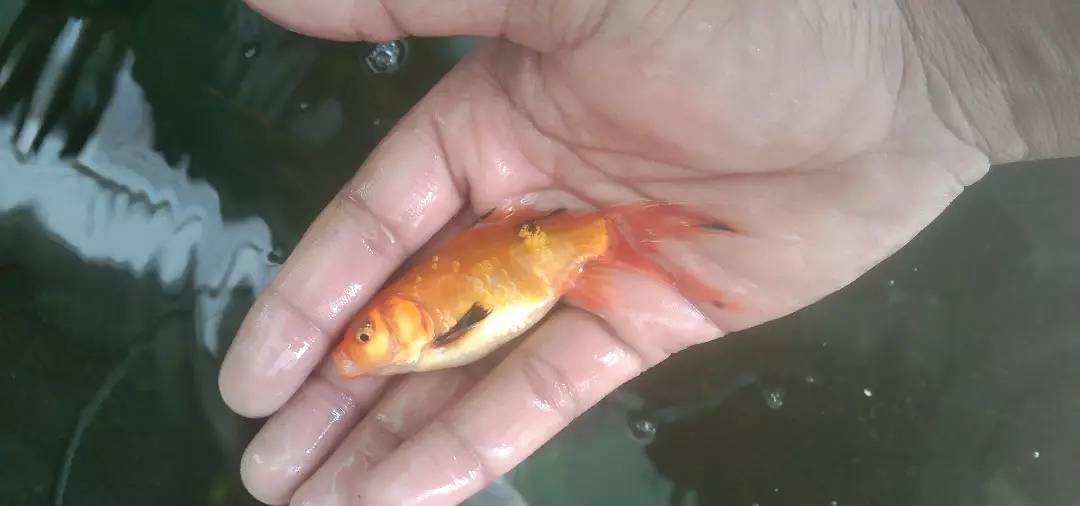 Gold fish 6