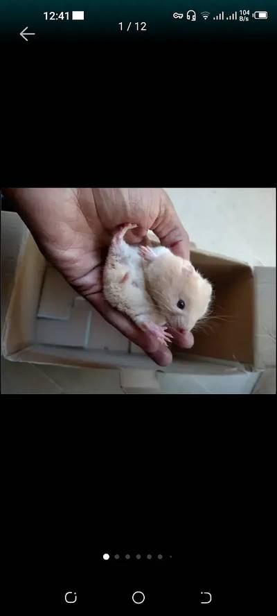 Short hair syrian hamsters babies