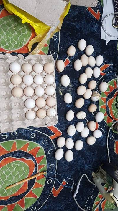 Shamo aseel eggs 3000
