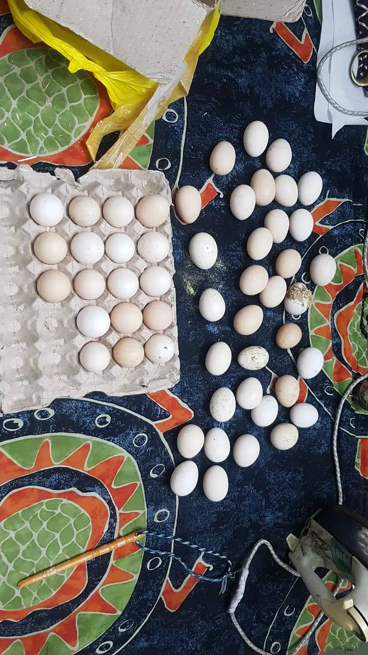 Shamo aseel eggs 3000