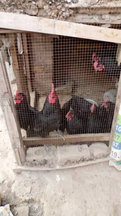 Black Australorp Male