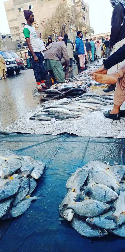 Sea food