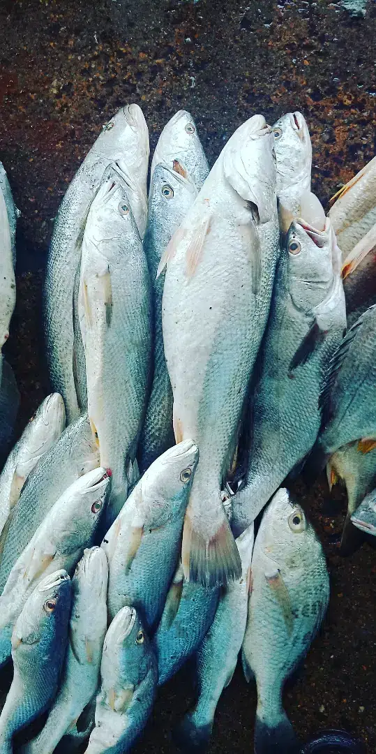 Sea food — photo 4