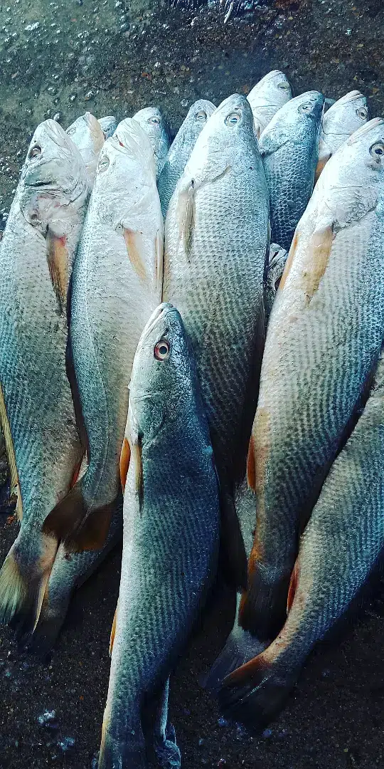 Sea food — photo 5