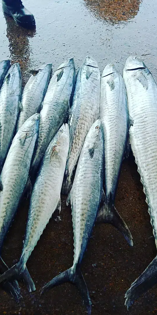 Sea food — photo 6