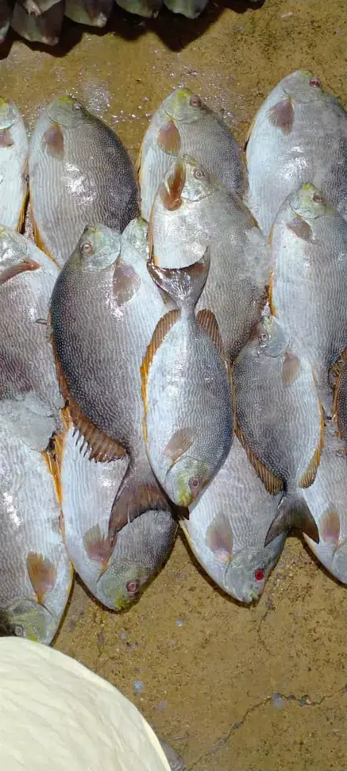Sea food — photo 7