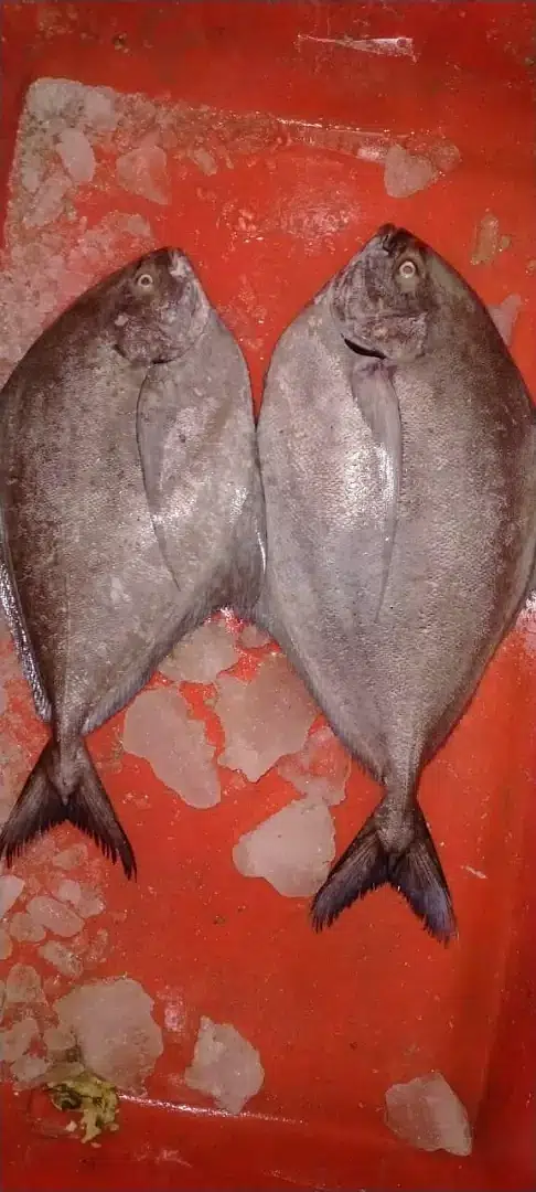 Sea food — photo 8