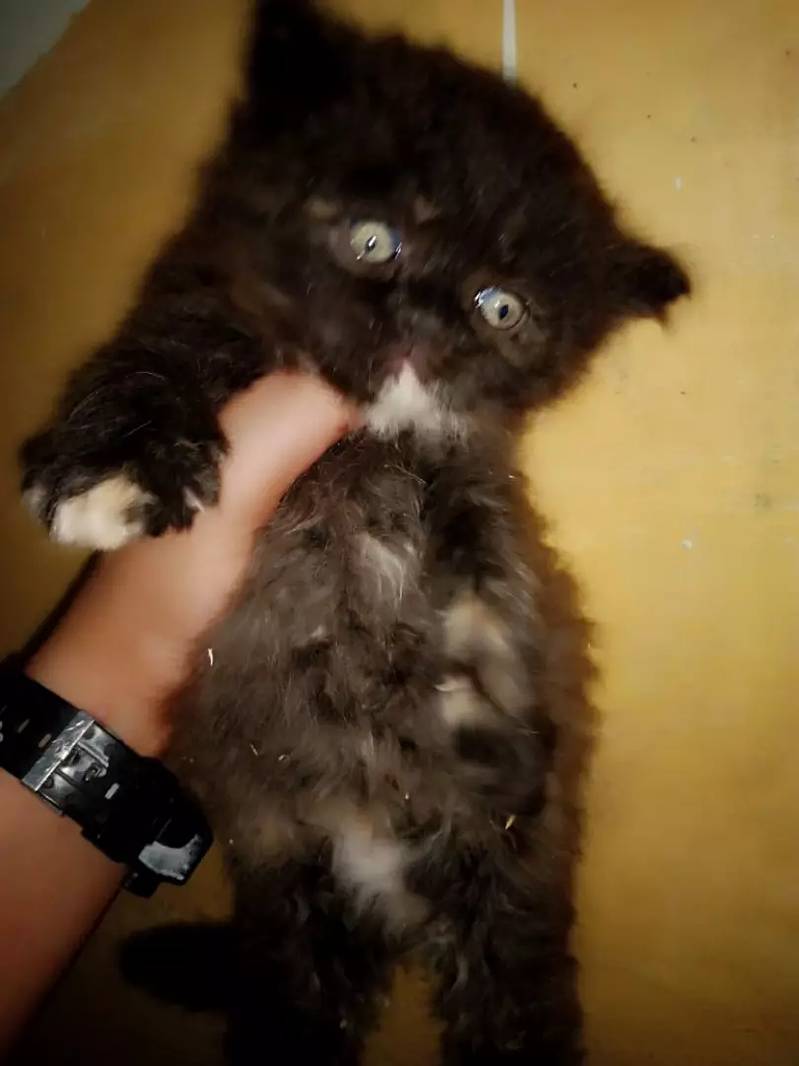 Persian kitten 1