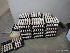 Austeralorp FERTILE EGGS AVAILABLE