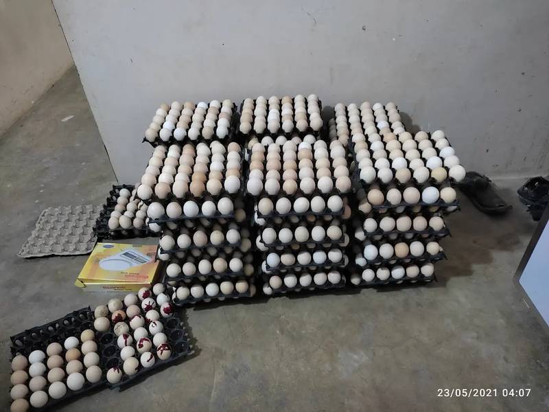 Austeralorp FERTILE EGGS AVAILABLE 0