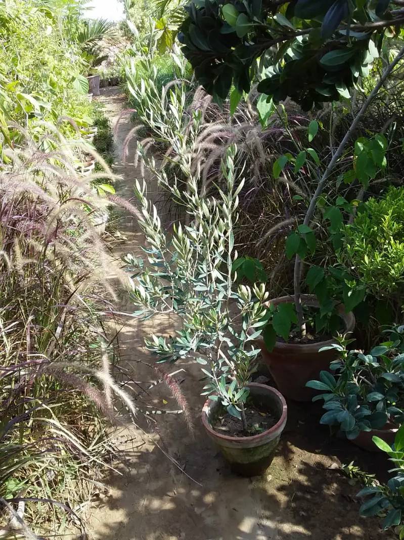 Olive Plants Available. Imported. 0