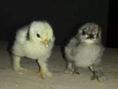 Goldan and wight buff checks  wight and black bantam