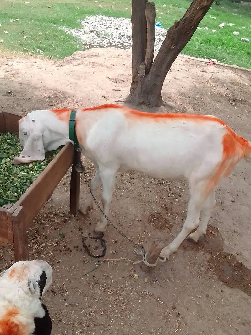 2 dant Rajan puri corsse bread cona bakra   Prue wight 6