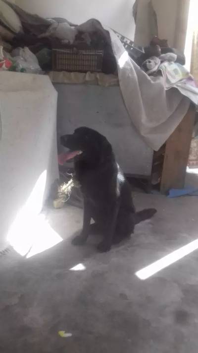 Black labrador ready for stud.