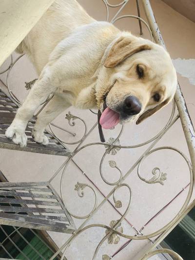 American labrador available for matting /stud