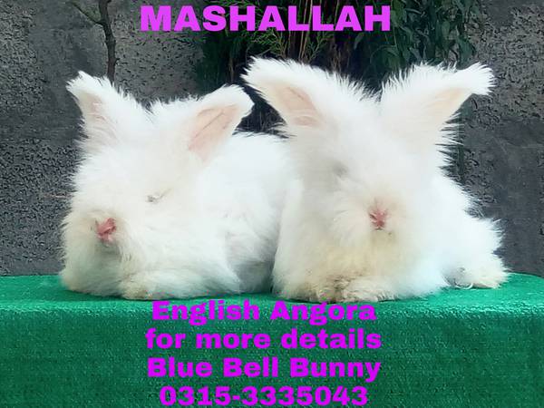 english angora bunny