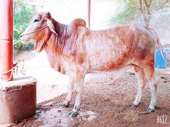 Qurbani ka Janwar