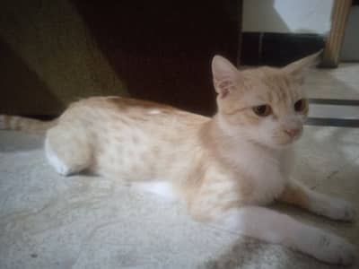 female cat for adoption
