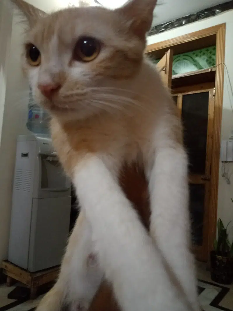 female cat for adoption — photo 2