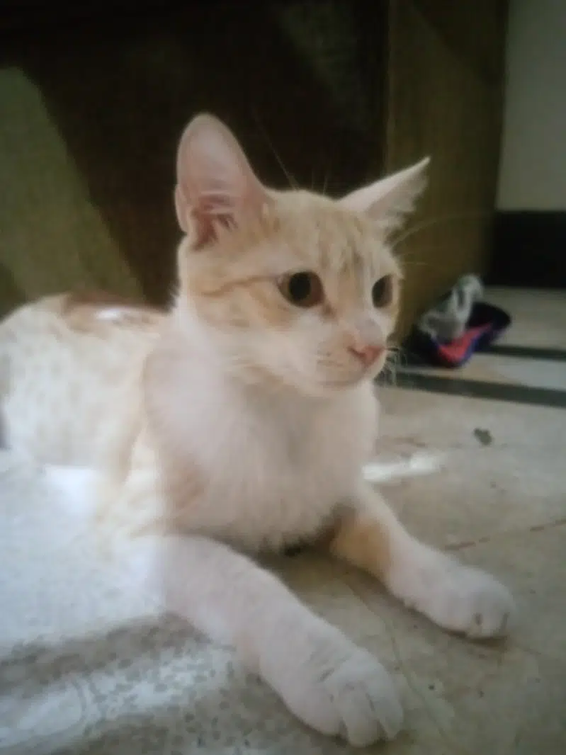 female cat for adoption — photo 3