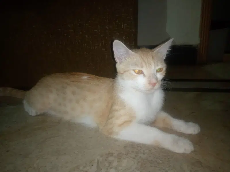 female cat for adoption — photo 4