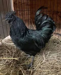 Hens & Aseel for sale in Rawalpindi | OLX.com.pk