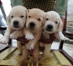 British labradors puppies