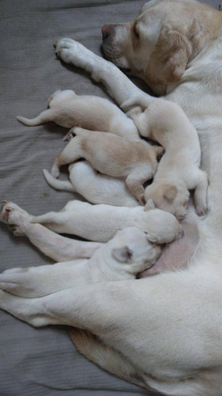 British labradors puppies 1