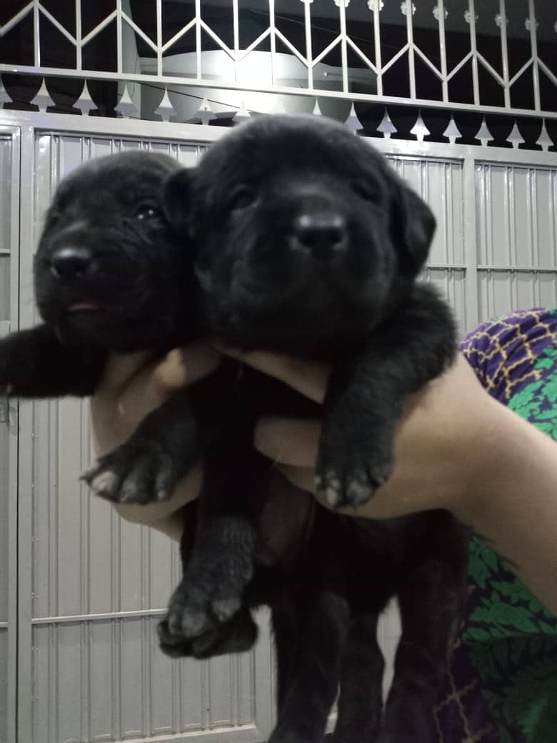 British labradors puppies 2