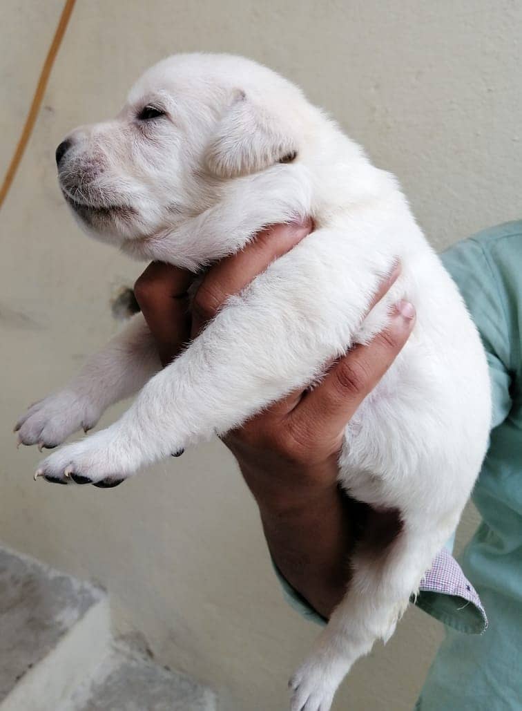 British labradors puppies 4