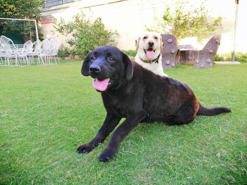 British labradors puppies 5