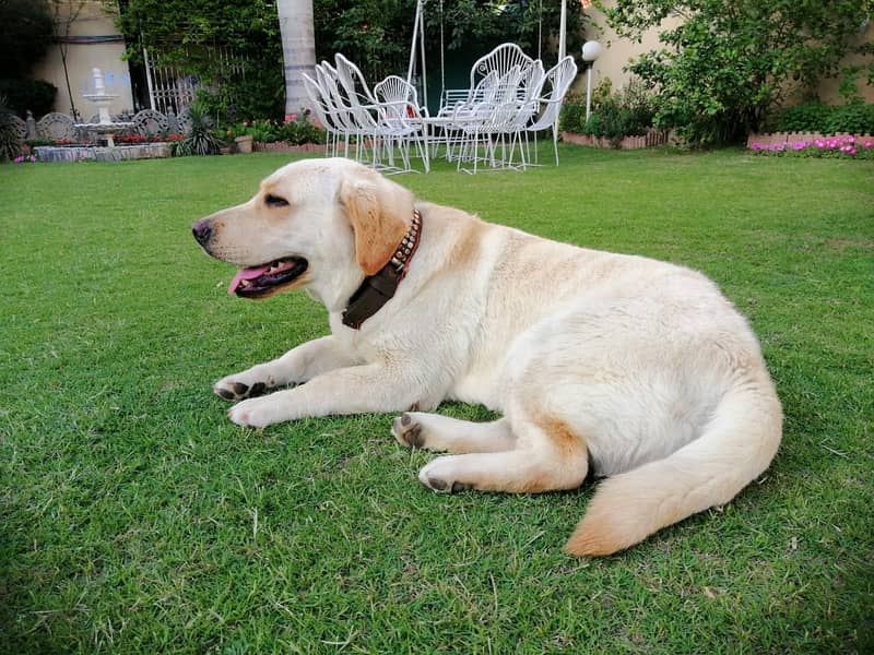 British labradors puppies 7