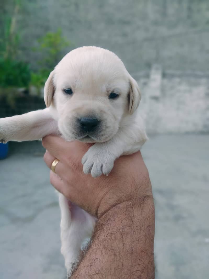 British labradors puppies 9