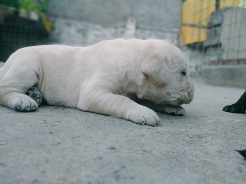 British labradors puppies 10