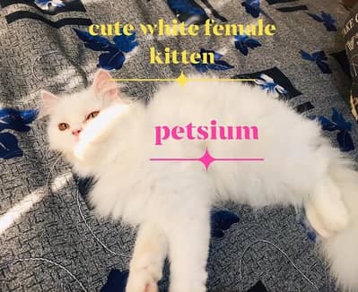 persian white female