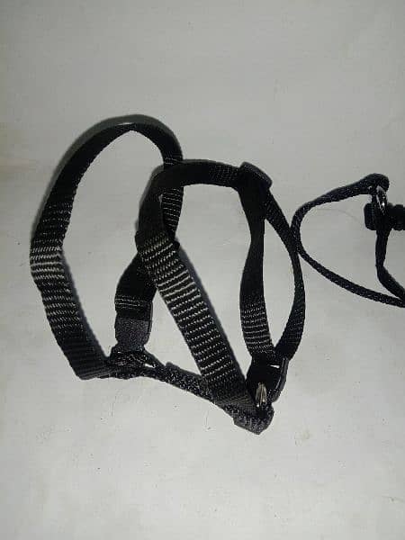 Branded Dog harness, collar & Muzzle for sale 12