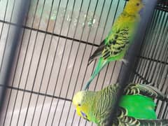 Budgies parrots for sale