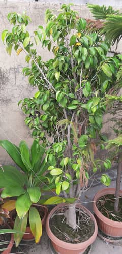 Beautiful Green Plant in Plastic Pot/Tray Easy to Care & Grow 6 ft.