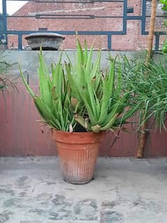 Alovera plants