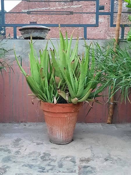 Alovera plants 1