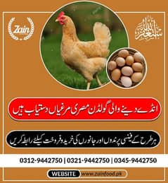 *Sale Alert*Golden Misri Starter, Egg Laying Hen's. . 0