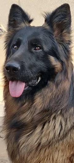 gsd triple coat