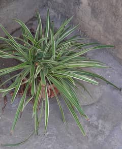 Sedge