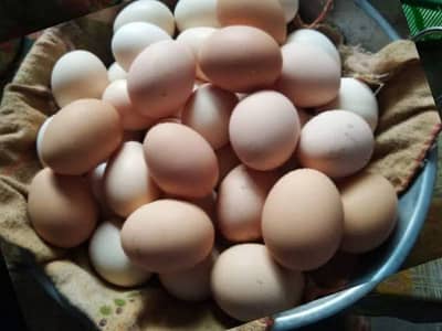 eggs black asterlop