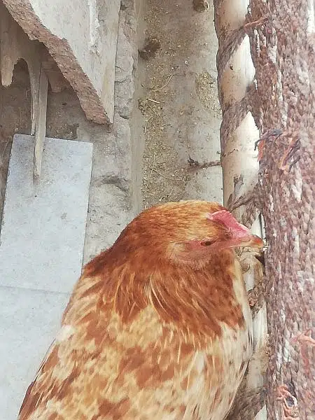 daysi murghi eagg day rahi ha — photo 2