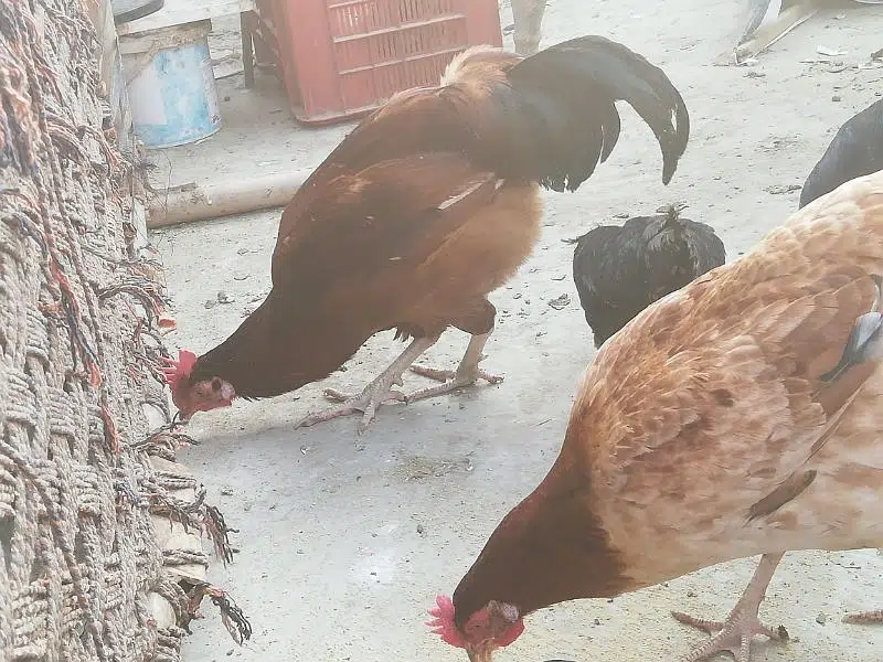 daysi murghi eagg day rahi ha — photo 3