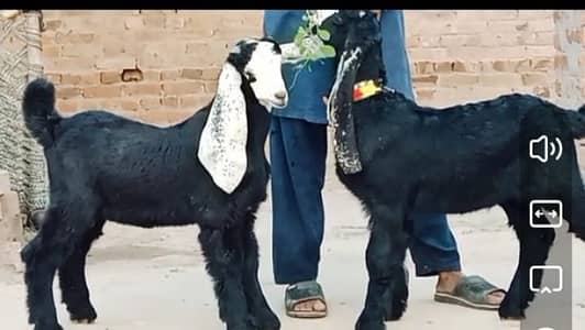Baby goats 4 month for sale. Baqra Eid 2020 k Liye INSHALLAH tayar.